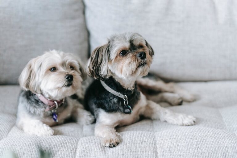 Wie drücke ich die Analdrüsen beim Hund aus: Ein Schritt-für-Schritt-Guide